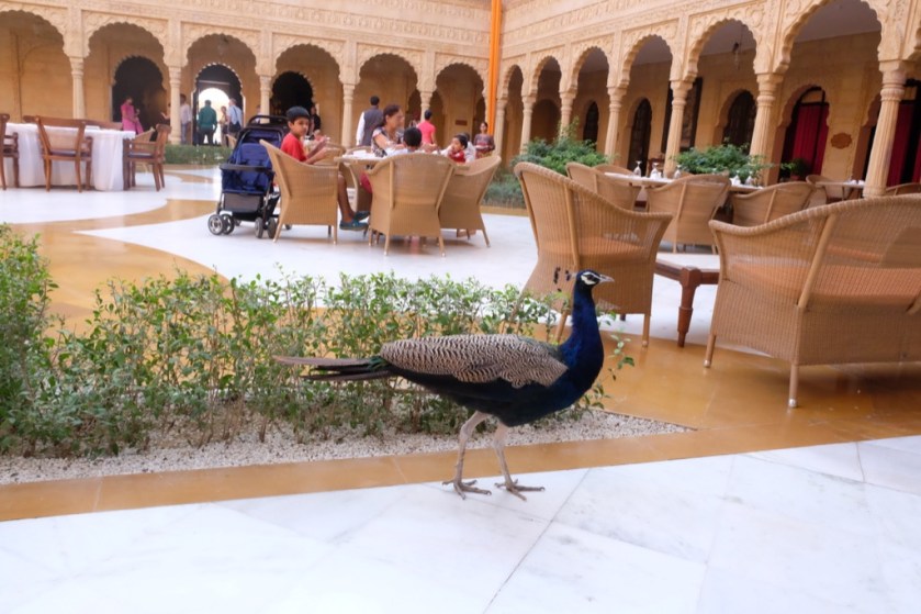 Breakfast with the peacocks In the courtyard at luxurious Suryagarh hotel