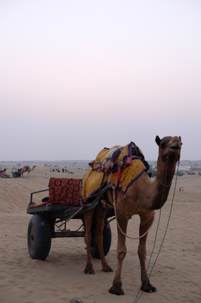 Sunset safari at Sam sand dunes