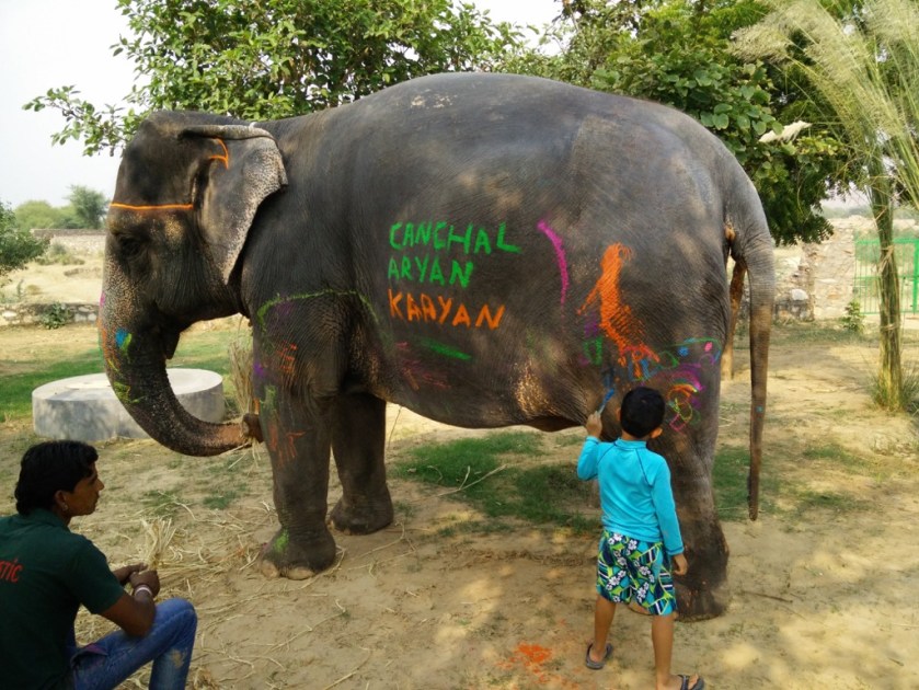 Decorating 'Chanchal' the elephant
