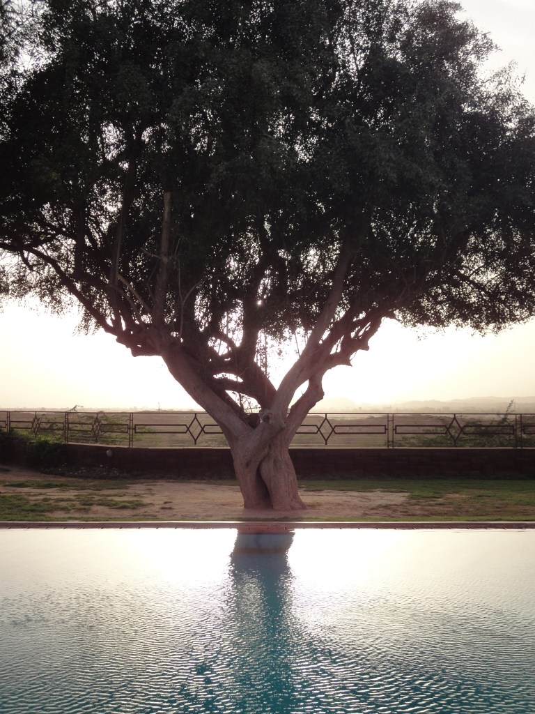 Reflections of royalty - Umaid Bhawan Palace, Jodhpur