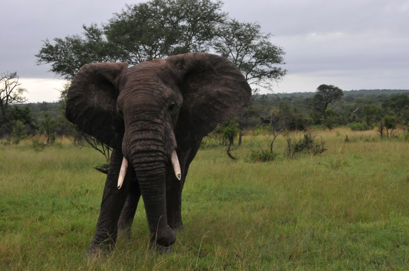 The African elephant posing for the lens at Kruger National Park, South Africa
