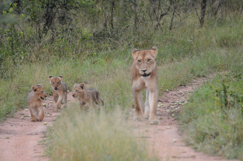 A lioness with her posse at Kruger National Park, South Africa