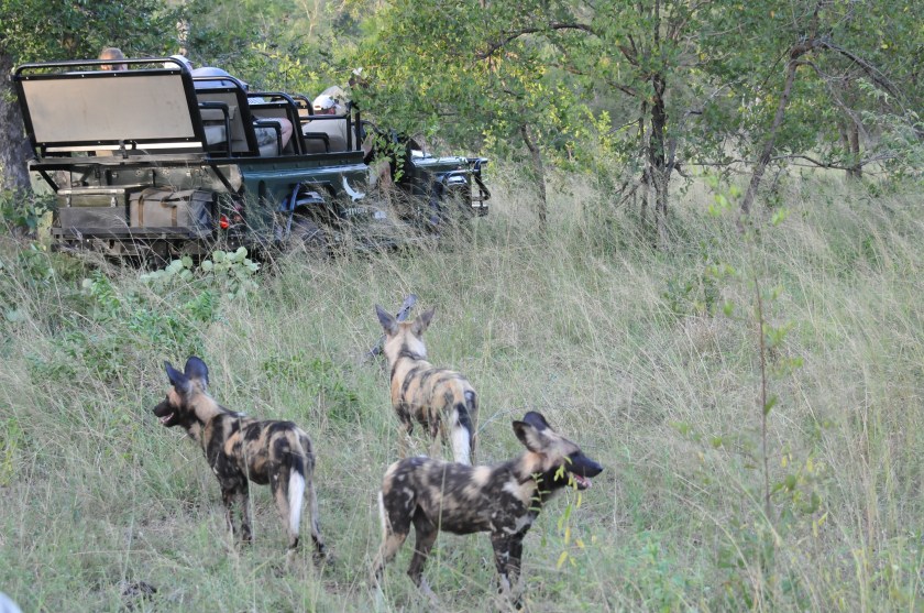 Wild dogs keeping watch at Kruger National Park, South Africa