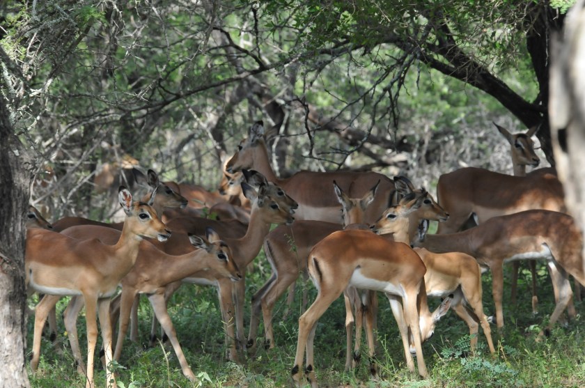 A picture of tranquility - Kruger National Park, South Africa