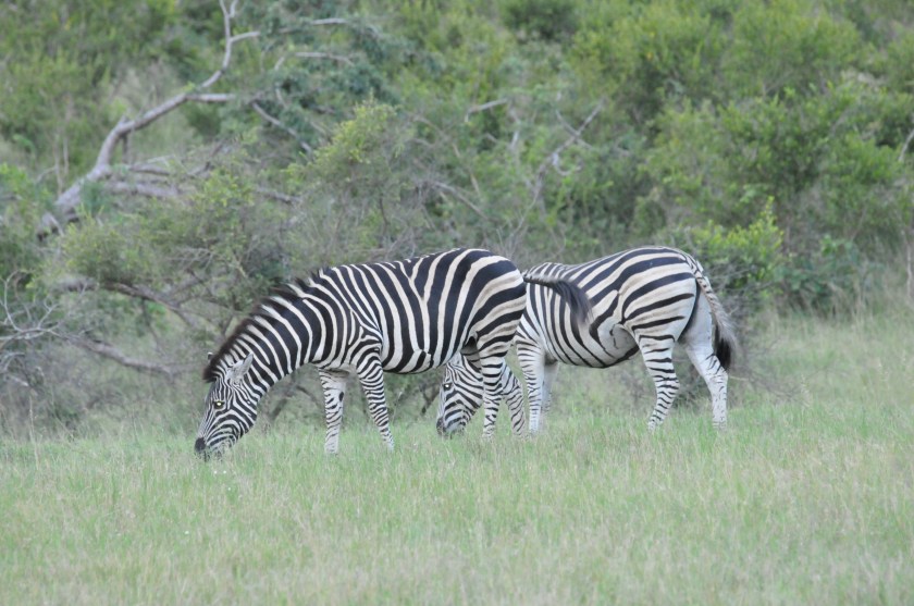 Stripes and shrubs - Zebra grazing at Kruger National Park, South Africa