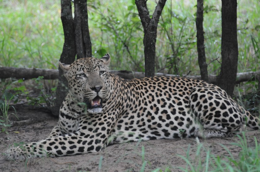 Territorial leopard - Kruger National Park, South Africa