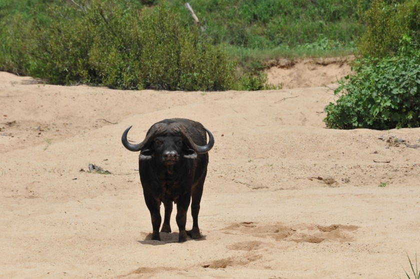 A cross Cape buffalo - Kruger National Park, South Africa