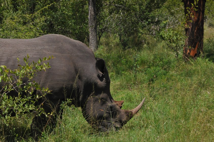 Roaming rhino - Kruger National Park, South Africa