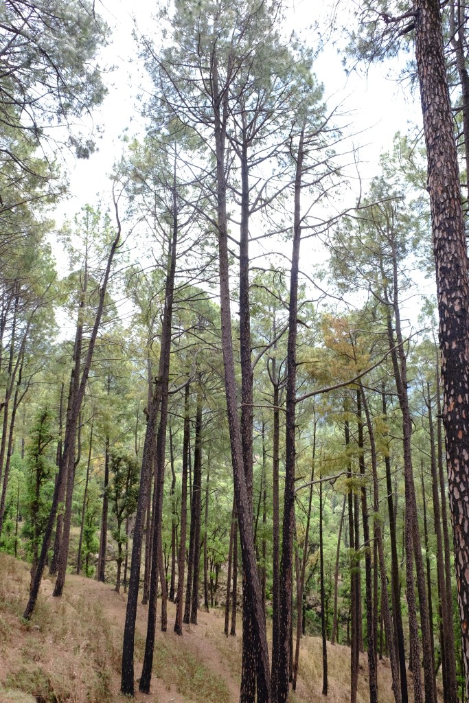The pine forest, Mussoorie, Uttarakhand, India