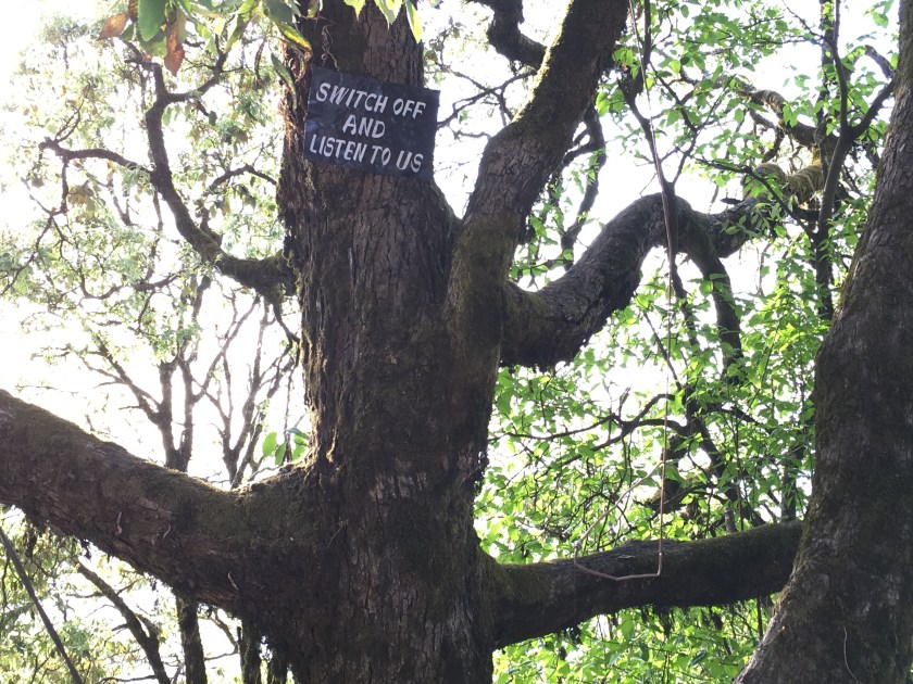 A message from the trees: Switch Off And Listen To Us, Landour, Uttarakhand, India