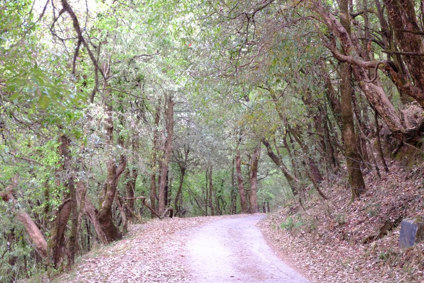 Drive from Everest Estate to Cloud's End, Mussoorie, Uttarakhand, India