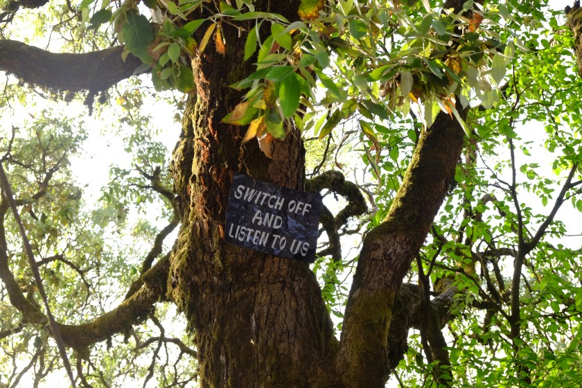 The trees have something to say - Landour, Uttarakhand, India