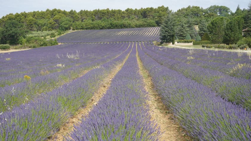 Lavender field near Joucas, Provence