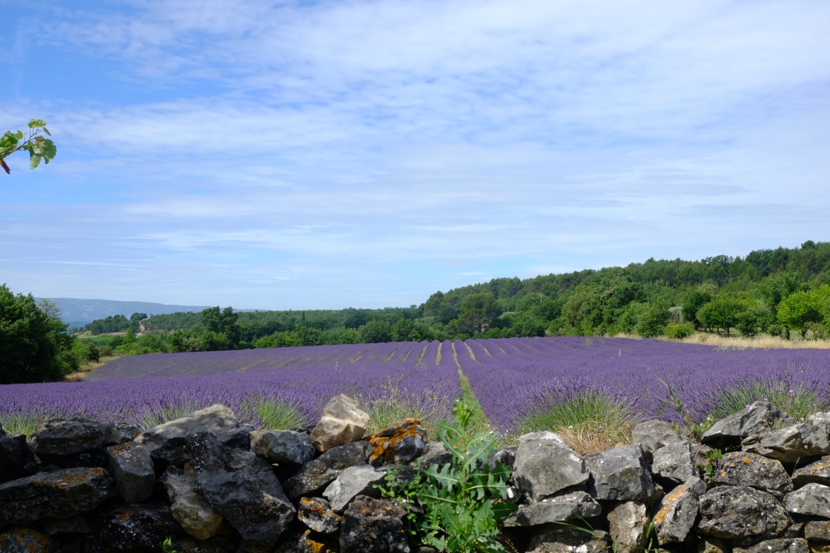 Discover: Provence with&nbsp;family